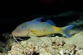 Image result for Parupeneus cyclostomus