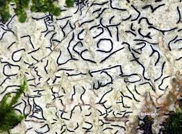 Attēlu rezultāti vaicājumam “Graphis scripta”