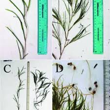 Attēlu rezultāti vaicājumam “Stuckenia filiformis bud”