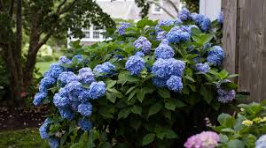 Attēlu rezultāti vaicājumam “Hydrangea”