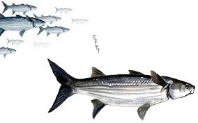 Image result for Liza ramada