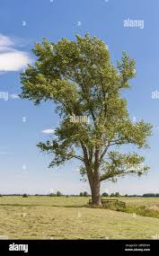 Attēlu rezultāti vaicājumam “Populus x jackii leaf”