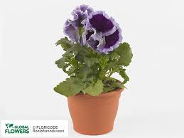 Image result for Viola x wittrockiana `Hiemalis`