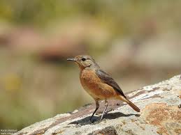 Image result for Phoenicurus moussieri