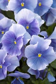 Image result for Viola wittrockiana