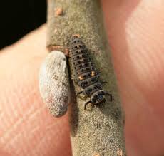 Attēlu rezultāti vaicājumam “Adalia bipunctata larva”