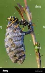 Attēlu rezultāti vaicājumam “Polistes nimpha”