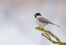 Attēlu rezultāti vaicājumam “Poecile montanus adult”