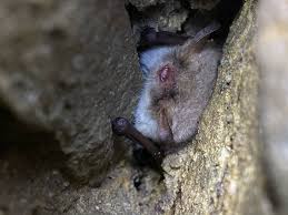 Attēlu rezultāti vaicājumam “Myotis nattereri”
