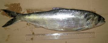 Image result for Alosa fallax