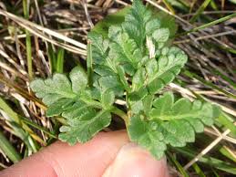 Attēlu rezultāti vaicājumam “Botrychium multifidum”