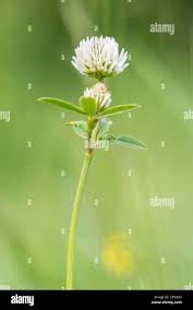 Attēlu rezultāti vaicājumam “Trifolium montanum flower”