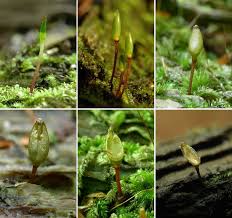 Attēlu rezultāti vaicājumam “Buxbaumia aphylla sporophyte”