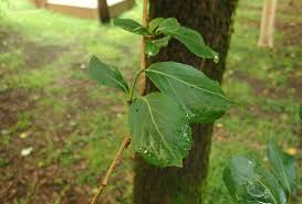 Attēlu rezultāti vaicājumam “Populus simonii”