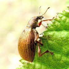 Attēlu rezultāti vaicājumam “Polydrusus mollis”