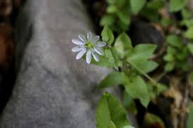 Attēlu rezultāti vaicājumam “Myosoton aquaticum flower”