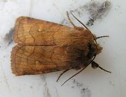 Attēlu rezultāti vaicājumam “Eriopygodes imbecilla”