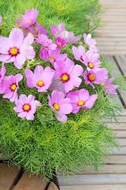 Image result for Cosmos bipinnatus