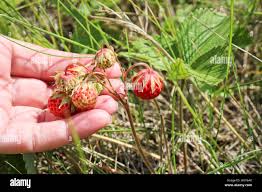 Attēlu rezultāti vaicājumam “Fragaria viridis leaf”
