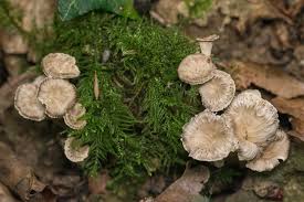 Attēlu rezultāti vaicājumam “Pseudocraterellus”