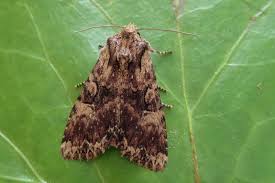 Attēlu rezultāti vaicājumam “Apamea epomidion”