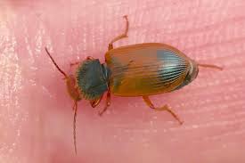 Attēlu rezultāti vaicājumam “Diachromus germanus”