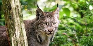 Afbeeldingsresultaat voor lynx