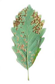 Attēlu rezultāti vaicājumam “Neuroterus quercusbaccarum”