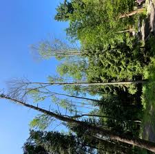 Attēlu rezultāti vaicājumam “Hymenoscyphus fraxineus”