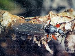 Attēlu rezultāti vaicājumam “Bibionidae female”