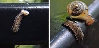 Attēlu rezultāti vaicājumam “Syrphus sp. larva”