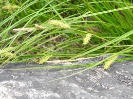 Attēlu rezultāti vaicājumam “Carex vesicaria”