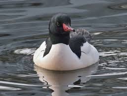 Attēlu rezultāti vaicājumam “Mergus merganser”
