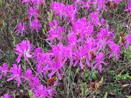 Attēlu rezultāti vaicājumam “Rhododendron canadense flower”