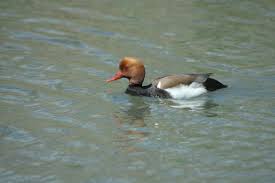 Image result for Netta rufina