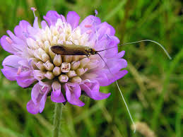 Attēlu rezultāti vaicājumam “Nemophora metallica”