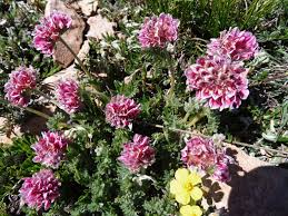 Image result for Anthyllis vulneraria rubra