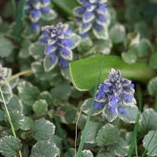 Attēlu rezultāti vaicājumam “Ajuga reptans flower”