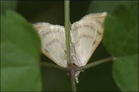 Attēlu rezultāti vaicājumam “Paratalanta hyalinalis”