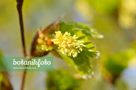 Attēlu rezultāti vaicājumam “Fagus sylvatica flower”