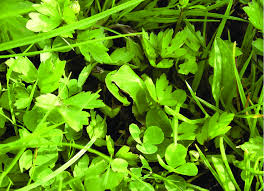 Attēlu rezultāti vaicājumam “Hyla arborea adult”