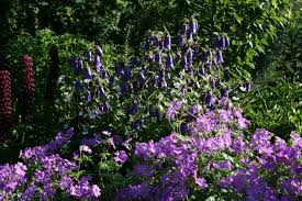 Image result for Campanula strigosa