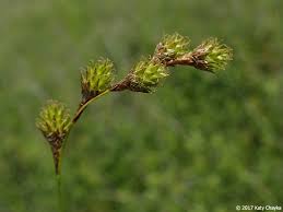 Attēlu rezultāti vaicājumam “Carex arenaria  leaf”