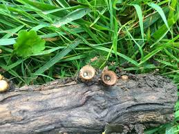 Attēlu rezultāti vaicājumam “Cyathus striatus”