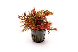 Attēlu rezultāti vaicājumam “Paludella squarrosa sporophyte”