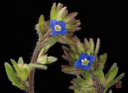 Attēlu rezultāti vaicājumam “Veronica arvensis flower”
