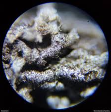 Attēlu rezultāti vaicājumam “Fuligo gyrosa macro”