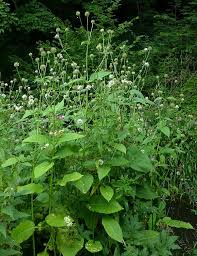 Image result for Dipsacus pilosus