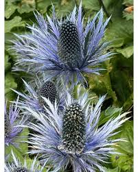 Image result for Alpendistel