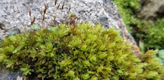 Attēlu rezultāti vaicājumam “Encalypta streptocarpa sporophyte”